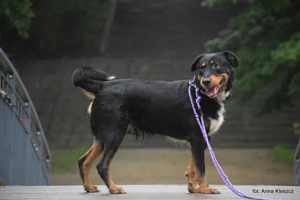 Znaleziono psa, Toruń, 30 czerwca 2025