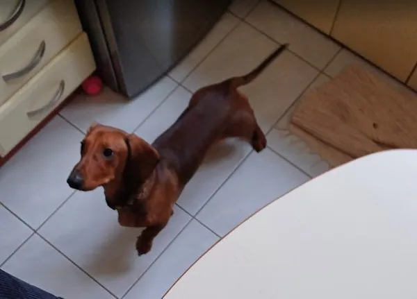 Zaginął pies, Łódź, 17 lipca 2025