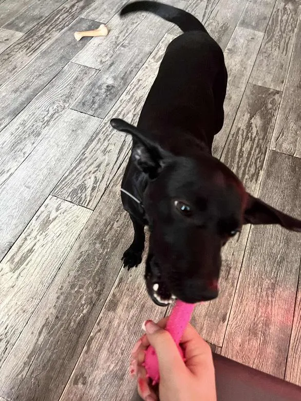 Zaginął pies, Łódź, 17 lipca 2025