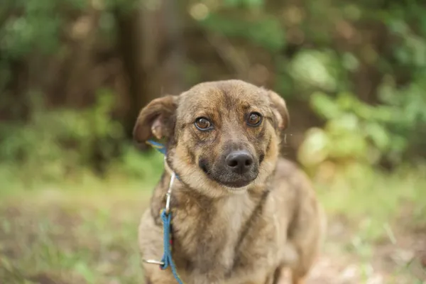 Pies do adopcji, Nowodwór, 18 lipca 2025 (1/5)