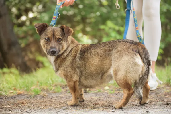 Pies do adopcji, Nowodwór, 18 lipca 2025 (2/5)