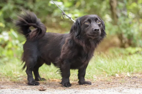 Pies do adopcji, Nowodwór, 18 lipca 2025 (1/5)