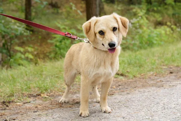 Pies do adopcji, Nowodwór, 18 lipca 2025 (1/5)