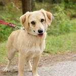 Pies do adopcji