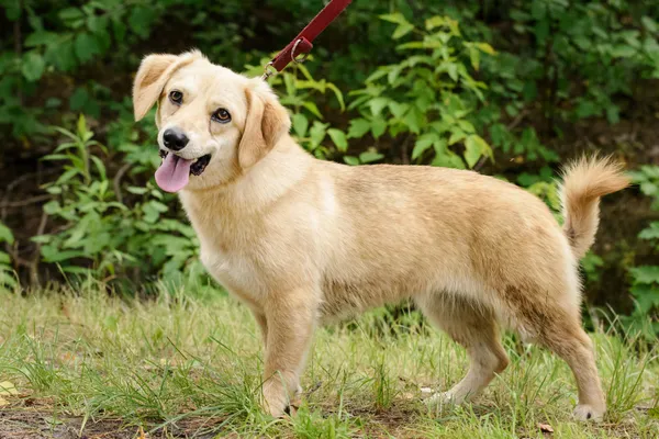 Pies do adopcji, Nowodwór, 18 lipca 2025 (2/5)