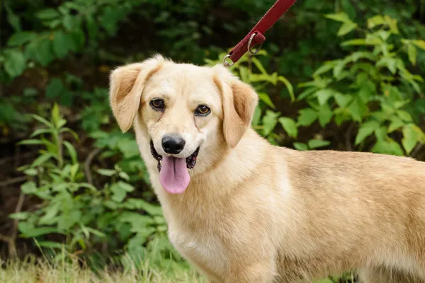 Pies do adopcji, Nowodwór, 18 lipca 2025 (3/5)