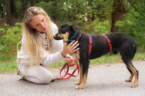 Pies do adopcji, Nowodwór, 18 lipca 2025 (4/5)