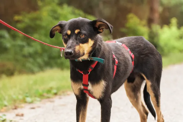 Pies do adopcji, Nowodwór, 18 lipca 2025 (5/5)