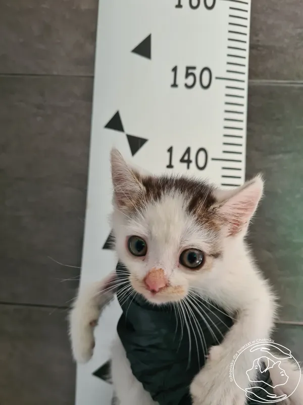 Znaleziono kota, Chełmek, 18 lipca 2025