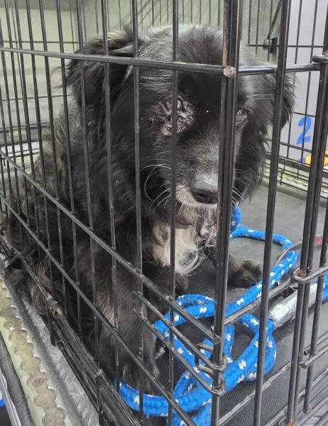 Znaleziono psa, Radom, 17 lipca 2025