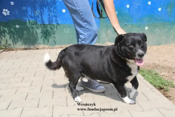 Pies do adopcji, Nowy Dwór Mazowiecki, 18 lipca 2025 (5/5)