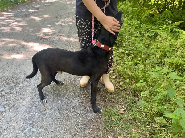 Pies do adopcji, gmina Platerówka, 17 lipca 2025 (2/5)