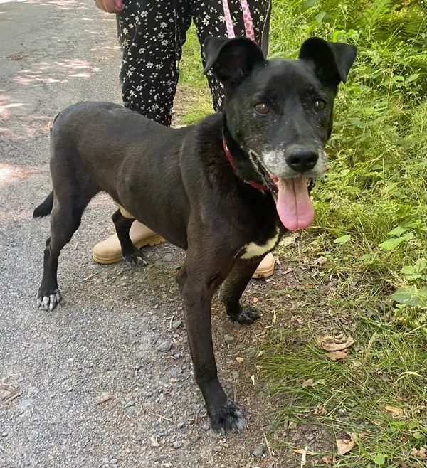 Pies do adopcji, gmina Platerówka, 17 lipca 2025 (5/5)