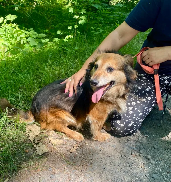 Pies do adopcji, gmina Platerówka, 17 lipca 2025 (1/3)