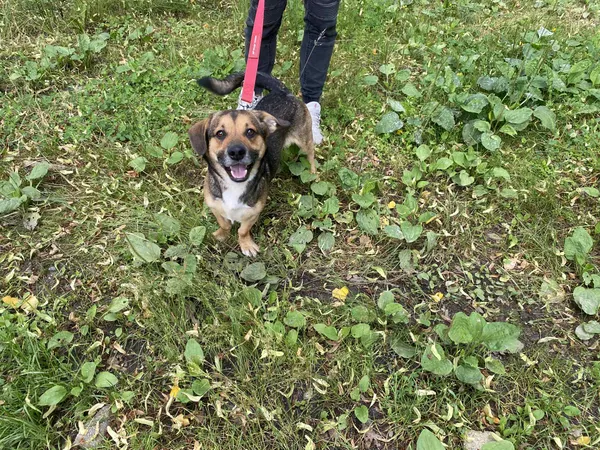 Pies do adopcji, gmina Platerówka, 17 lipca 2025 (1/3)