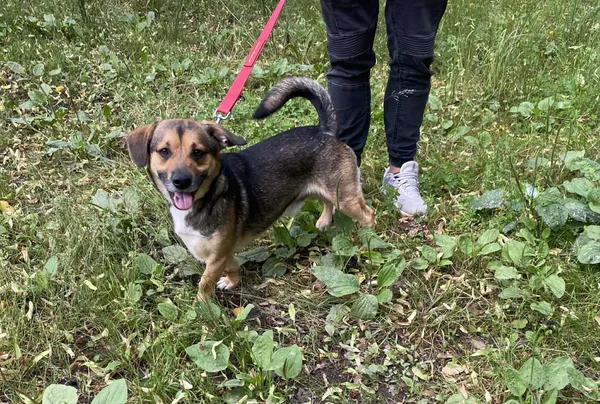 Pies do adopcji, gmina Platerówka, 17 lipca 2025 (2/3)