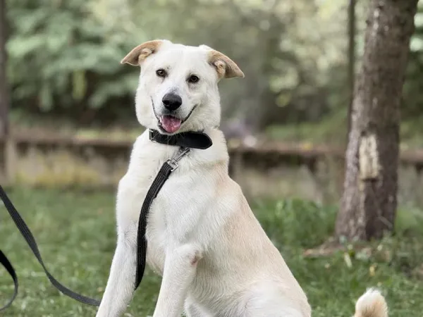 Pies do adopcji, Kraków, 2 lipca 2025 (2/5)