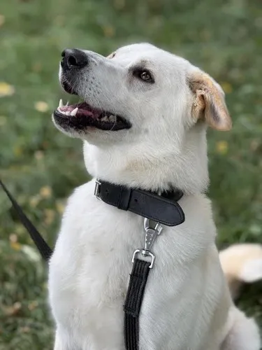 Pies do adopcji, Kraków, 2 lipca 2025 (3/5)