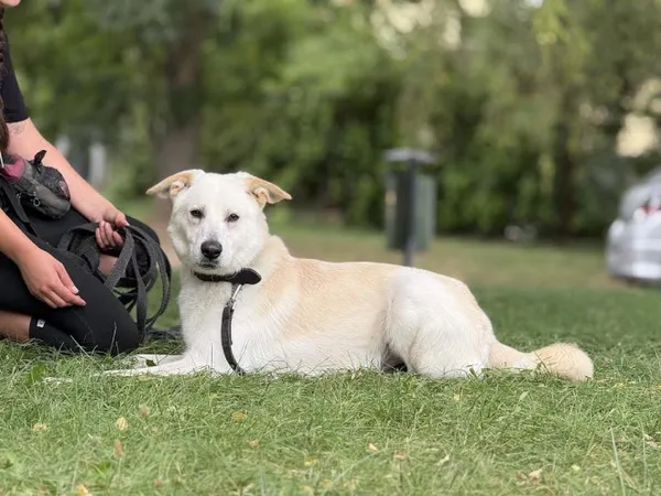 Pies do adopcji, Kraków, 2 lipca 2025 (4/5)