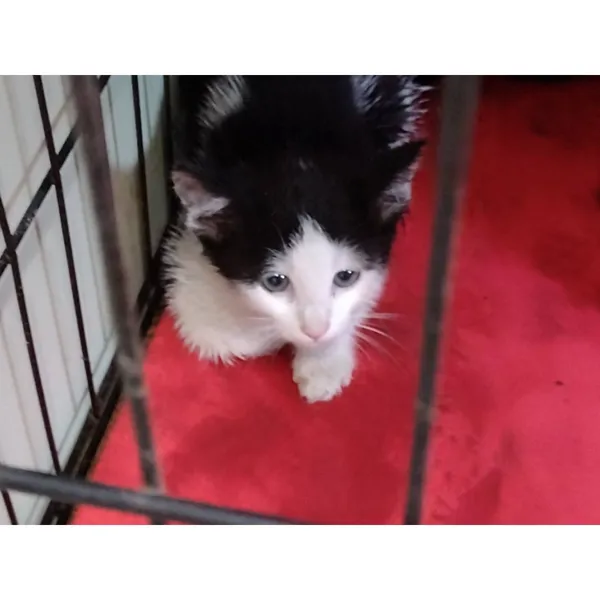 Znaleziono kota, Białystok, 15 lipca 2025