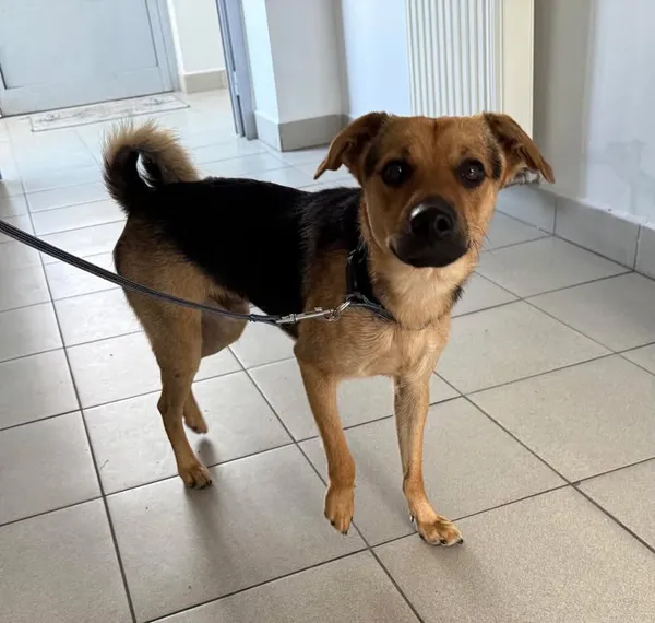 Znaleziono psa, Lublin, 16 lipca 2025