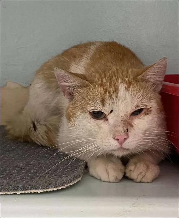 Znaleziono kota, Grudziądz, 18 lipca 2025