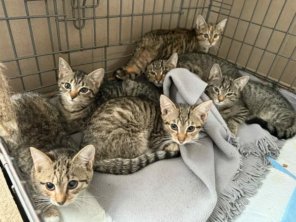 Kot do adopcji, Bydgoszcz, 18 lipca 2025 (1/2)