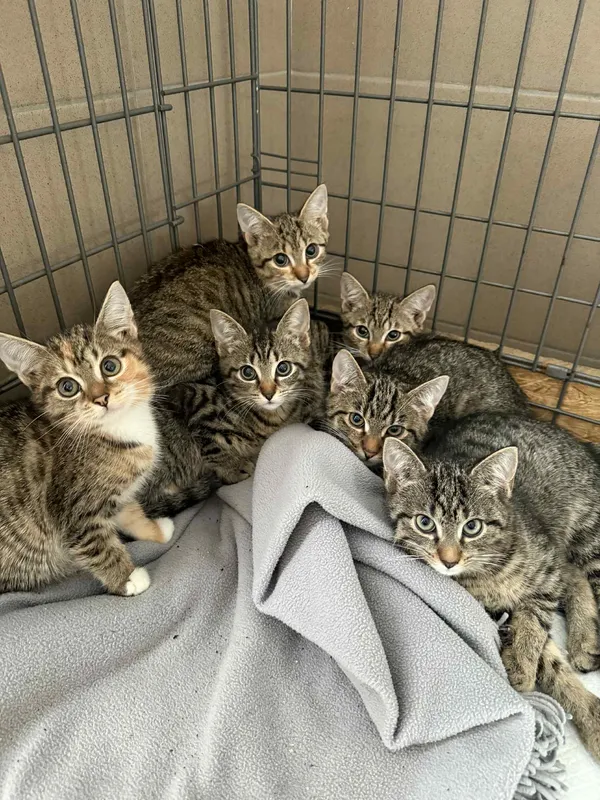 Kot do adopcji, Bydgoszcz, 18 lipca 2025 (2/2)