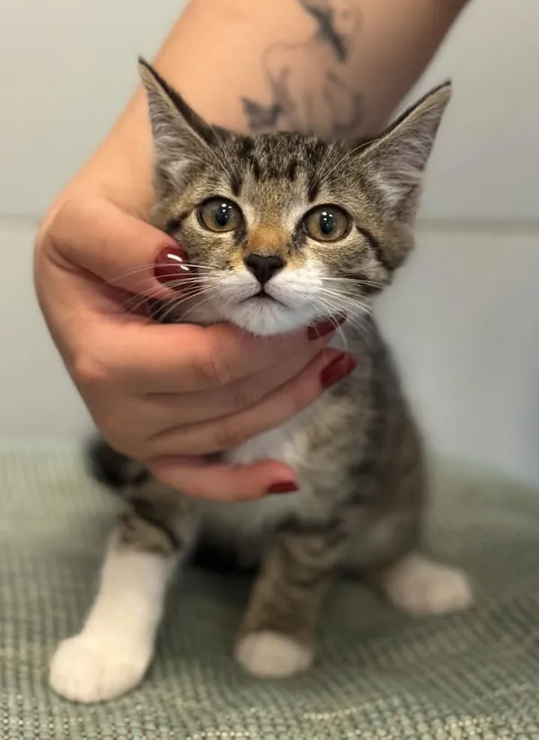 Znaleziono kota, Lublin, 15 lipca 2025