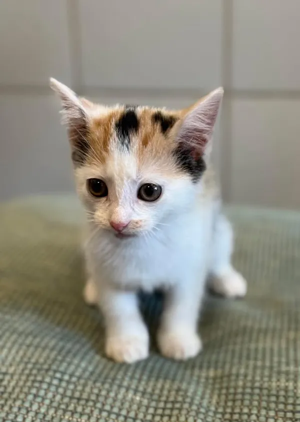 Znaleziono kota, Lublin, 16 lipca 2025