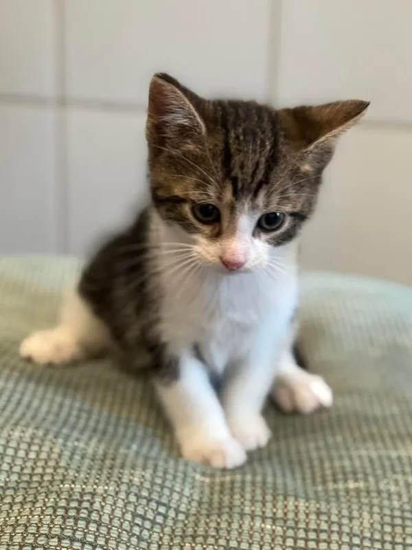 Znaleziono kota, Lublin, 16 lipca 2025