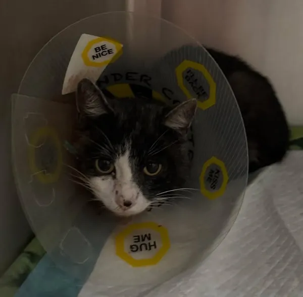 Znaleziono kota, Lublin, 16 lipca 2025