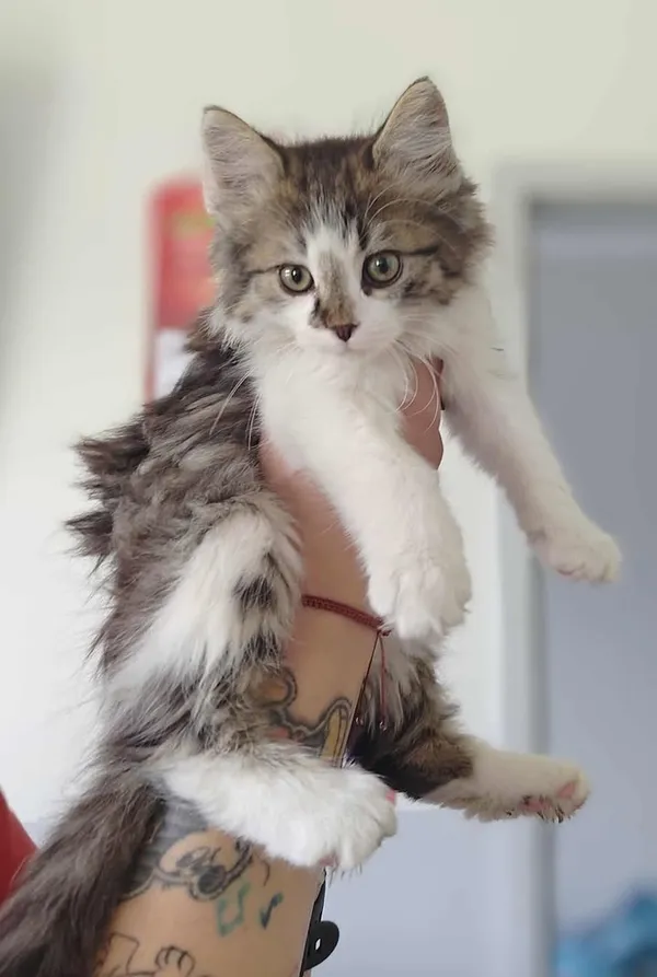 Znaleziono kota, Lublin, 18 lipca 2025