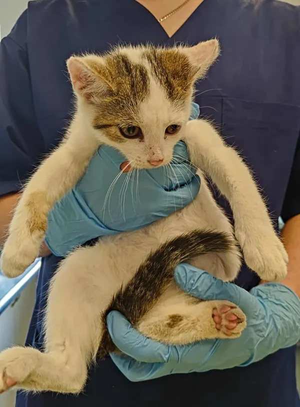 Znaleziono kota, Lublin, 18 lipca 2025