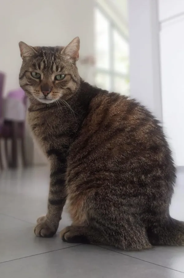 Zaginął kot, Łódź, 18 lipca 2025