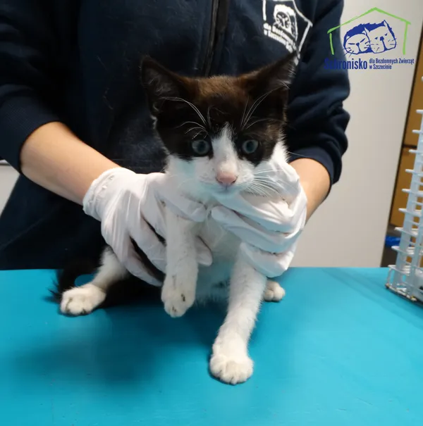 Kot do adopcji, Szczecin, 17 lipca 2025 (2/2)