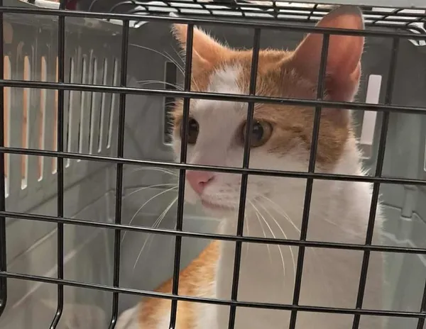 Znaleziono kota, Toruń, 17 lipca 2025