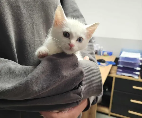 Znaleziono kota, Toruń, 16 lipca 2025