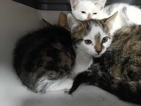 Znaleziono kota, Toruń, 15 lipca 2025