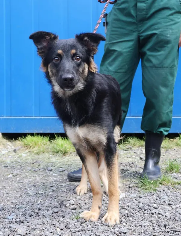 Znaleziono psa, Łódź, 18 lipca 2025 (2/5)