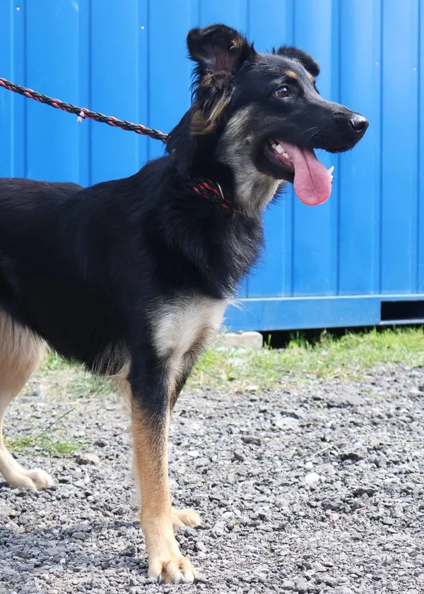 Znaleziono psa, Łódź, 18 lipca 2025 (4/5)