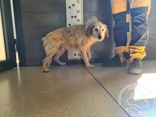 Znaleziono psa, Chełmek, 18 lipca 2025