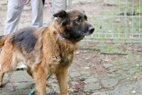 Pies do adopcji, Wałbrzych, 4 lipca 2025 (1/2)