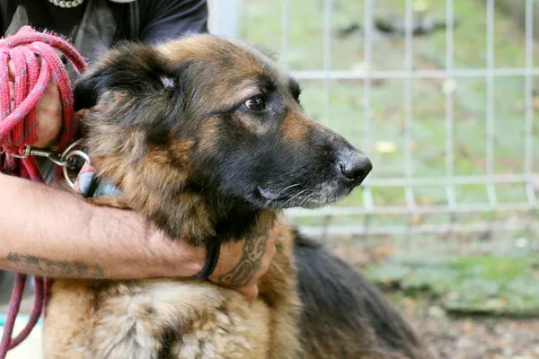 Pies do adopcji, Wałbrzych, 4 lipca 2025 (2/2)