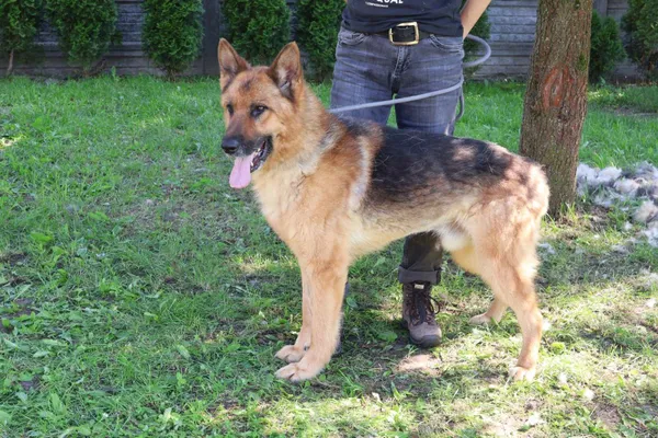 Pies do adopcji, Bełchatów, 21 września 2024 (1/5)