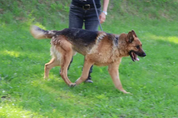 Pies do adopcji, Bełchatów, 21 września 2024 (3/5)