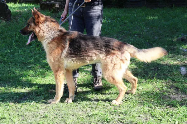 Pies do adopcji, Bełchatów, 21 września 2024 (4/5)