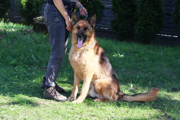 Pies do adopcji, Bełchatów, 21 września 2024 (5/5)