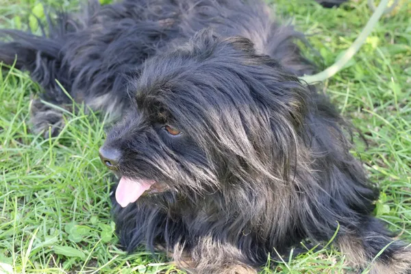 Pies do adopcji, Bełchatów, 14 maja 2025 (1/5)