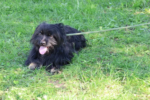 Pies do adopcji, Bełchatów, 14 maja 2025 (2/5)